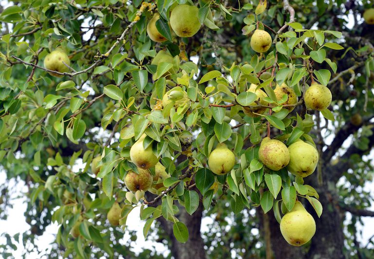 A green tree full of fruit hanging.