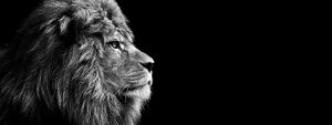 Three Charlotte Pastors Win Elite Wellness Package - head of a fierce lion in black and white, side profile with black background