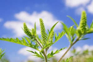Banish Your Seasonal Allergies Naturally, individual piece of ragweed with clouds in the background