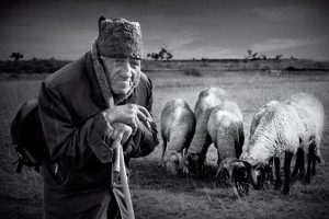 Pastor Health Stats that will Scare you, a shepherd looking sick leaning on his staff with sheep behind him