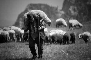 Pastor Health Stats that will Scare you, a strong shepherd carrying a sheep on his back 