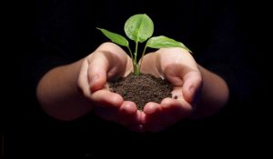 What Pastors Are Saying About Starting Their Journey Into The ReStart Your Heart Program, hands holing a green plant in dirt