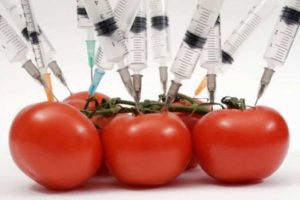 Just say NO to GMO's!, picture of tomatoes with syringes sticking out of them