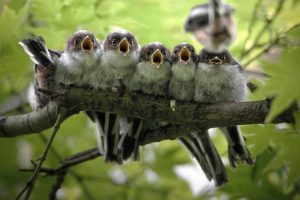 5 baby birds sitting on a limb with beaks open