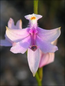 Grass Pink Orchid Everglades Challenge the National Parks Hike