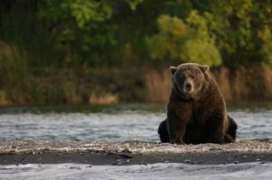 Brown bear resting at Brooks Camp in Katmai National Park