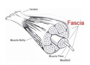 Anatomical picture of Fascia Tissue