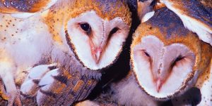 Barn Owls Nesting in the cliffs of Pinnacles National Park