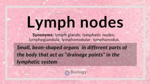Support a limp lymph system