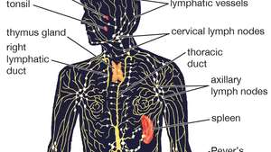 Support a Limp Lymph system
